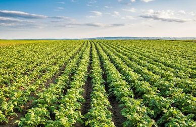 In de EU is het gebruik van vele neonicotinoïdes als gewasbeschermingsmiddel verboden. Tegelijk wordt het maximaal toegestane restgehalte van deze middelen in bijv geïmporteerde producten verhoogd. Hoe kan je dit aan onze eigen boeren uitleggen? Hier ben ik dan ook fel op tegen!