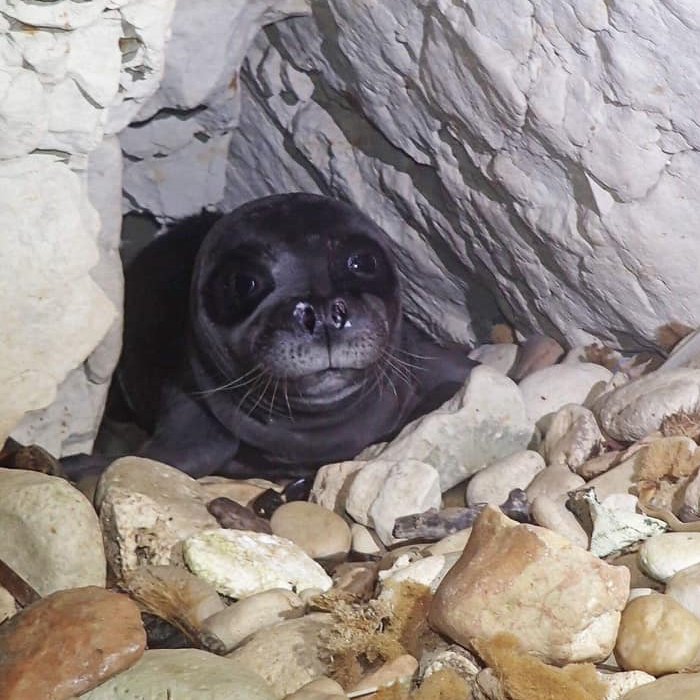 DeepBlueRead's tweet image. Με τον ερχομό της Αφροδίτης και του Κινύρα, οι φώκιες στην Κύπρο έφτασαν τις 14. Μόλις 14! Η Μεσογειακή Φώκια (Monachus Monachus), είναι σήμερα το πιο απειλούμενο θαλάσσιο θηλαστικό στην Ευρώπη. Περισσότερα στο goo.gl/1kdnmB  #monachusmonachus #sea #seal #Cyprus