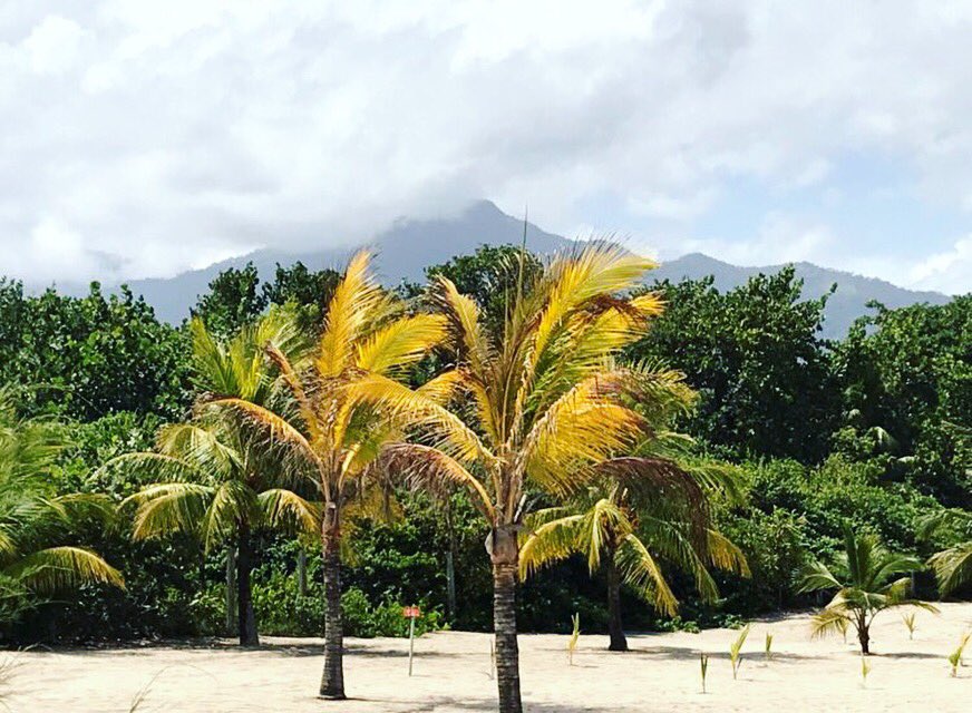 PVHonduras's tweet photo. #Beach &amp; #Mountains
Best of both worlds 🌴⛰🌴⛰

https://t.co/5Xgg0wzpYE
#honduras #caribbean #realestate #forsale #residentialdevelopment #laceiba #roatan #expatlife https://t.co/ebNaijcv9C