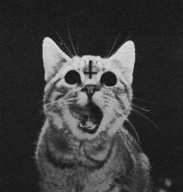 mokongoo's tweet photo. #DiaInternacionalDelGato                        -dame de comer                                       -ya comiste!!                                           -tú alma 😈 https://t.co/dgeJR8xXV0