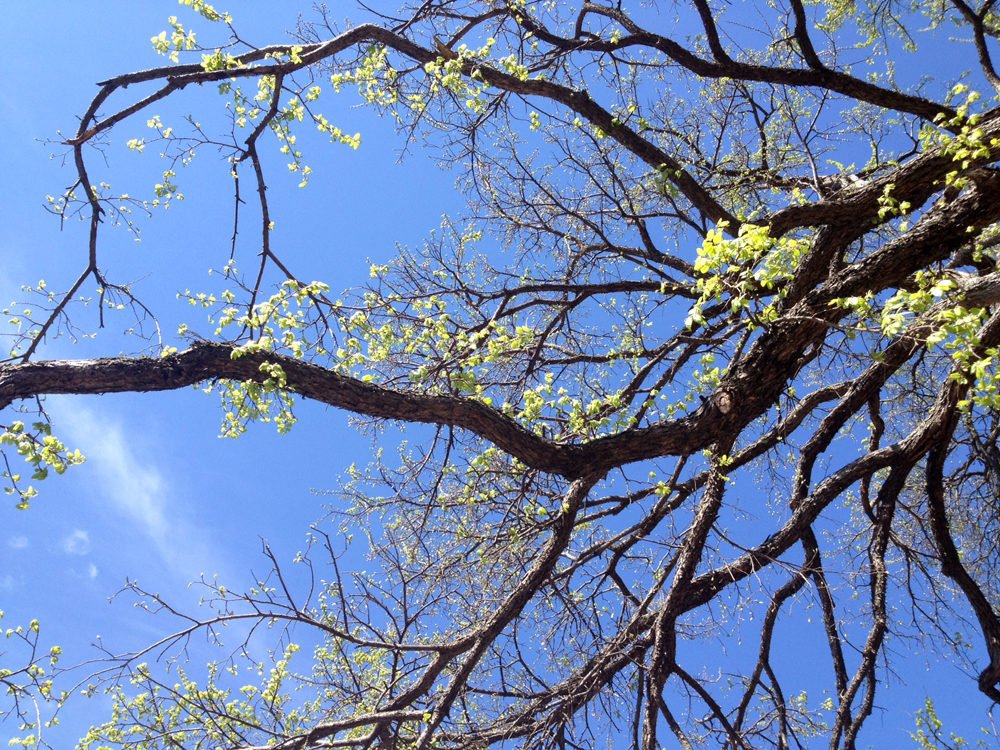 PresTreeServ's tweet image. Learn about diversity in the urban forest on our #treeblog: ow.ly/A5iQ30nGMMW