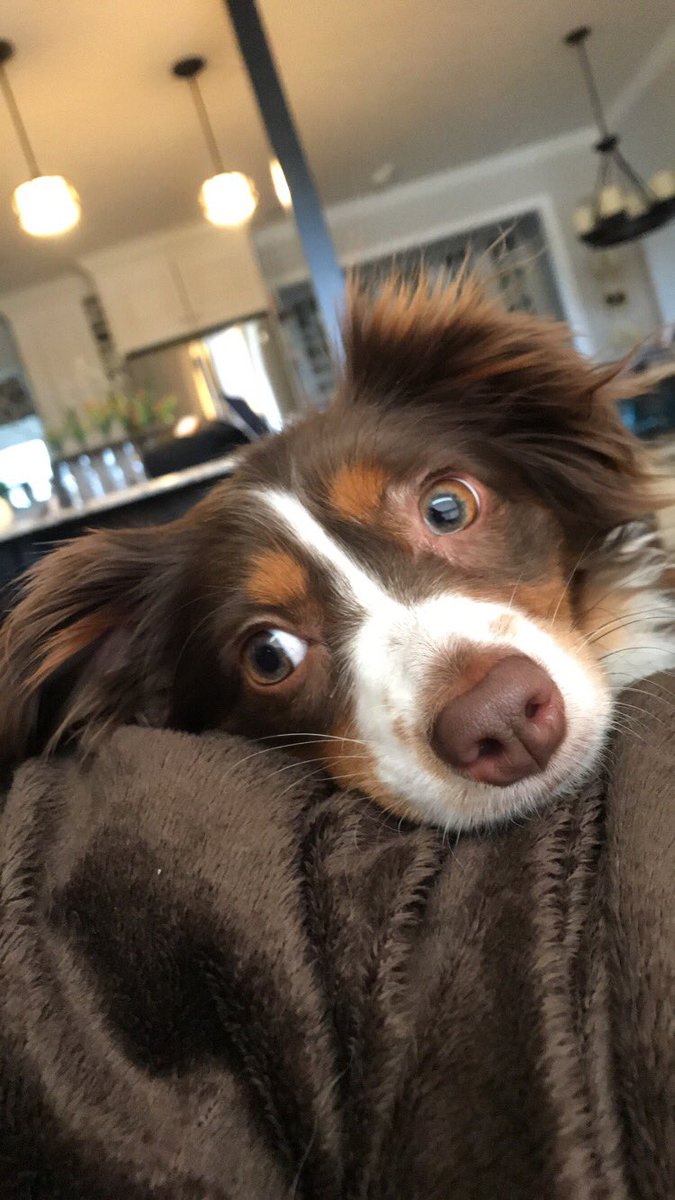 maddiebaxter7's tweet photo. Even though it should be national love your pet day everyday, this gives me an excuse to show off my perfect pups 😍 https://t.co/AvShCOG0E3