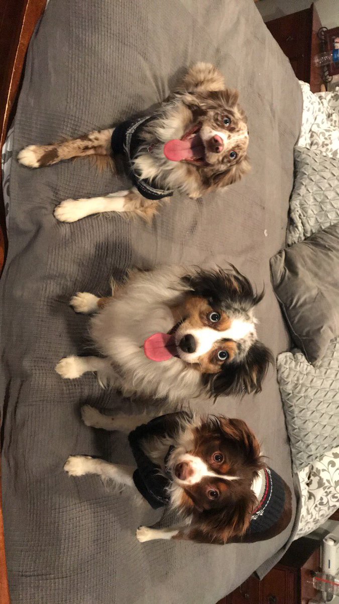 maddiebaxter7's tweet photo. Even though it should be national love your pet day everyday, this gives me an excuse to show off my perfect pups 😍 https://t.co/AvShCOG0E3