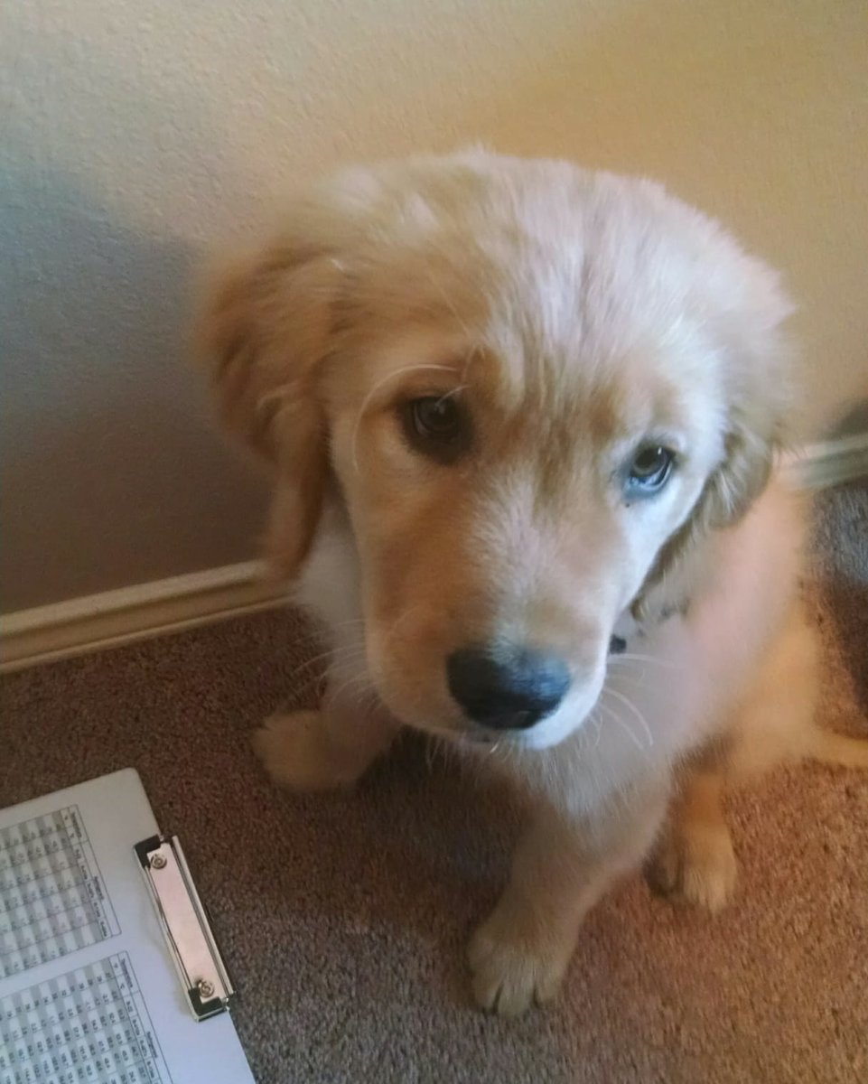 For #LoveYourPetDay we have our newest office assistant, Cooper! He's a very important part of what we do around here!