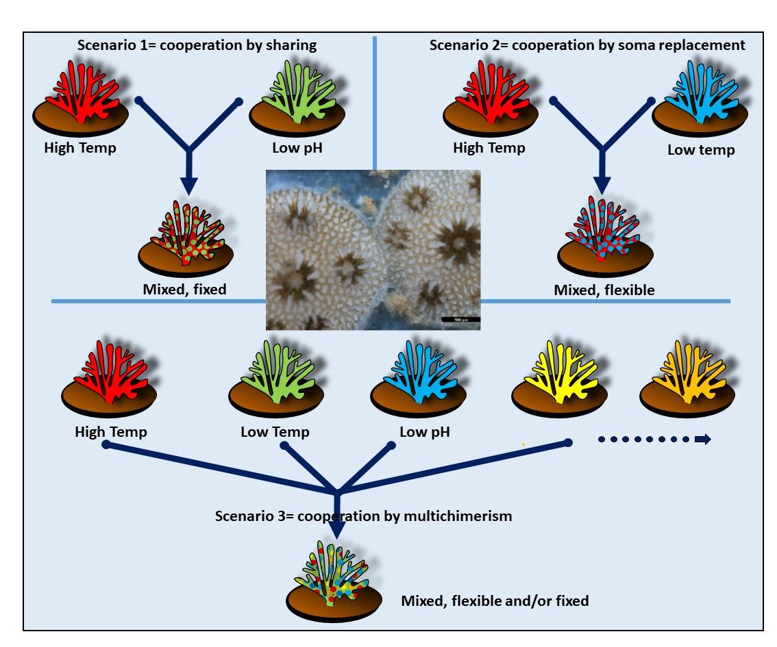 GlobalChangeBio's tweet photo. Opinion: #Coral #chimerism as an evolutionary rescue mechanism to mitigate global climate change impacts
📝 https://t.co/LMtAiAq0lp
#GCBEarlyView https://t.co/r5ymKQ57KR