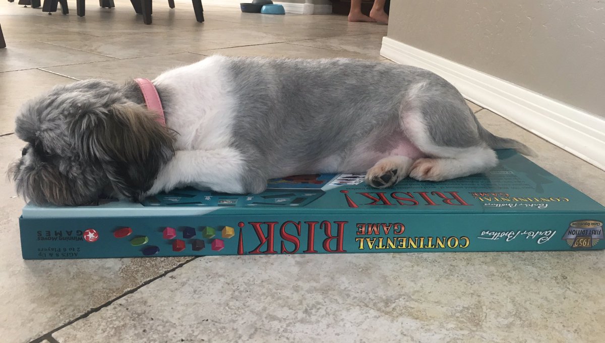 icanbeaforce's tweet photo. “You risk getting a nip if you decide to play this LONG ass game instead of playing with me”- Ruby #LoveYourPetDay #dogs #dogslife #wednesdaythoughts #dogsbehavingverybadly https://t.co/M0mX6bKQRI