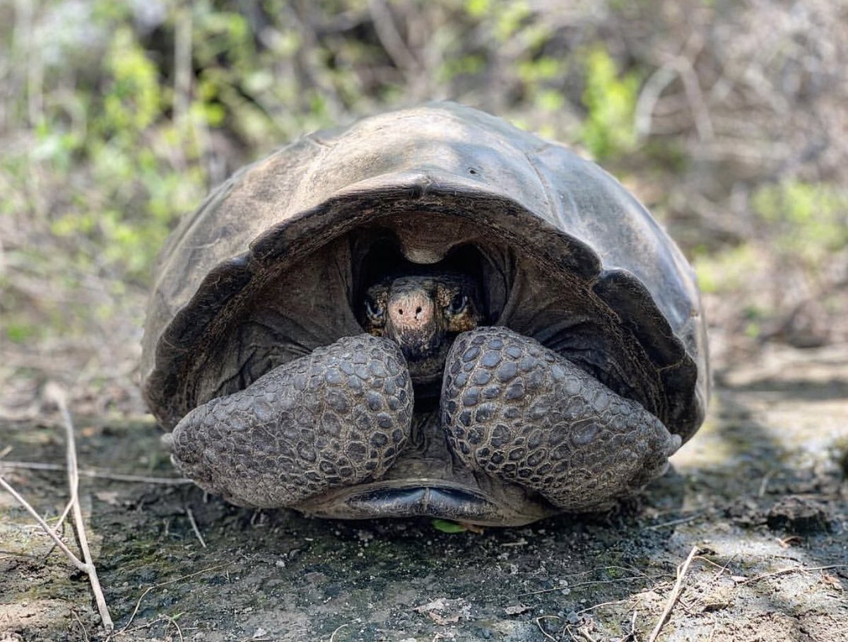 Turtle Conservancy tweet media