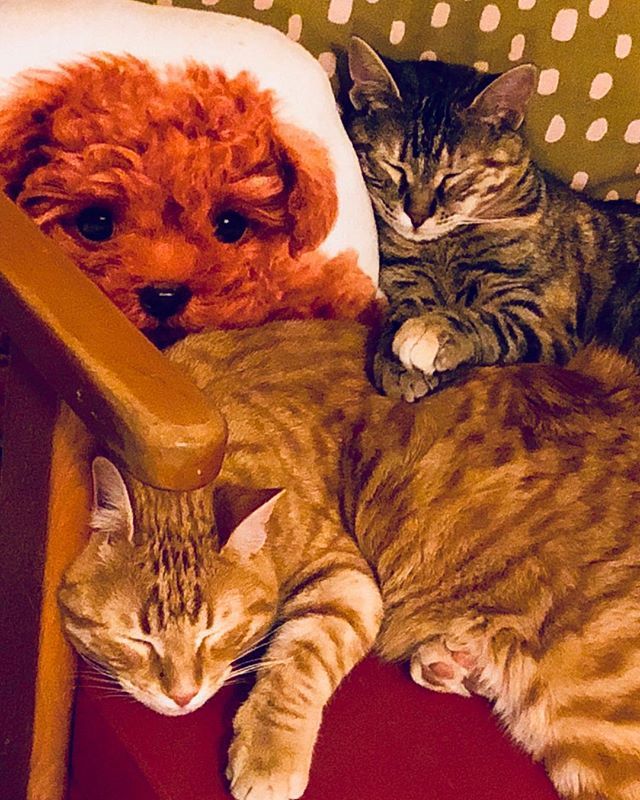 inesaking's tweet image. After the day of a Mum... ift.tt/2EkfRVE