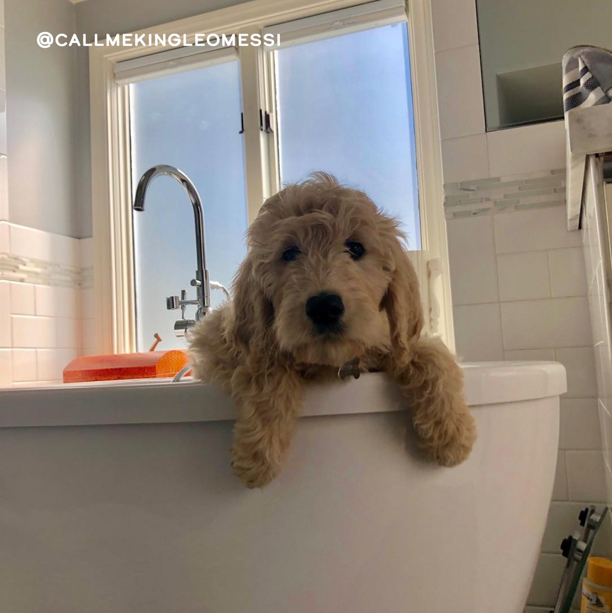 Merrick Pet Care (MerrickPetCare) Twitter