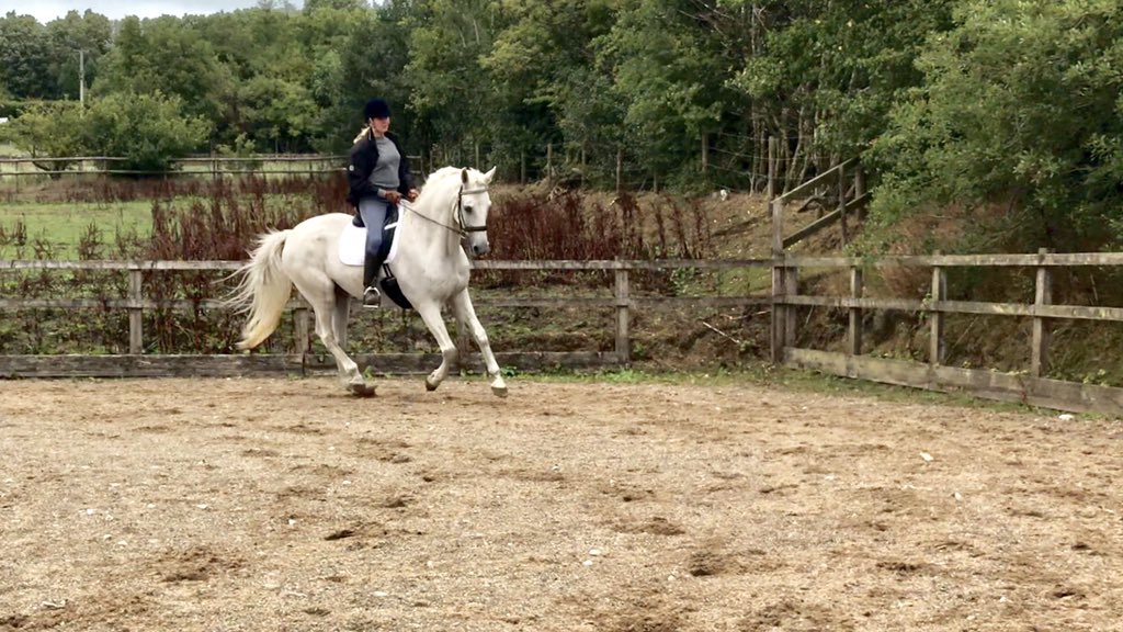 WorldlnFocus's tweet image. It would be too bad to leave my lovely boys out of #LoveYourPetDay