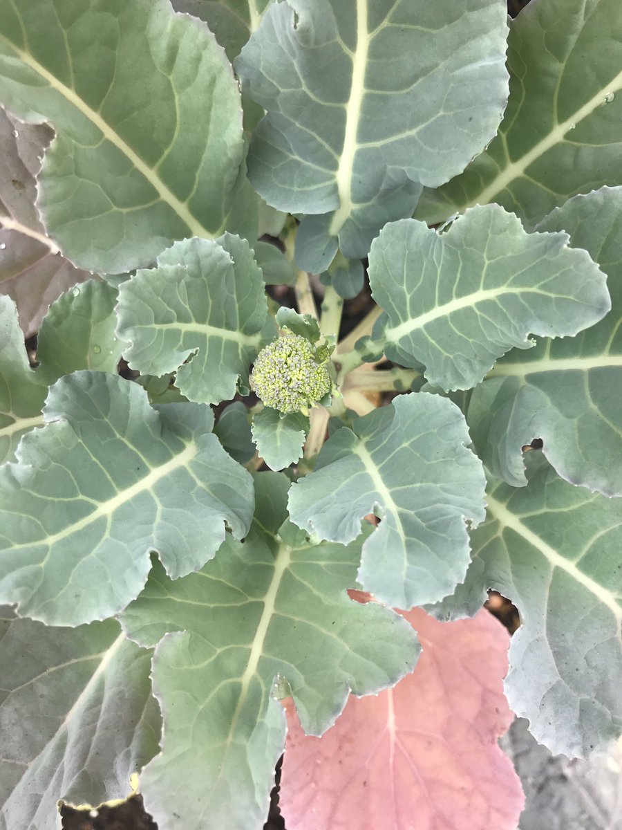 Live.Life.Healthy tweet media