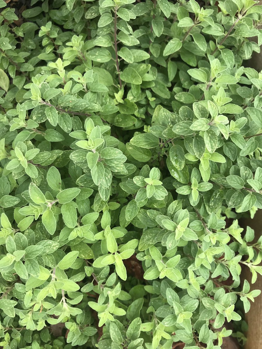 Live.Life.Healthy tweet media