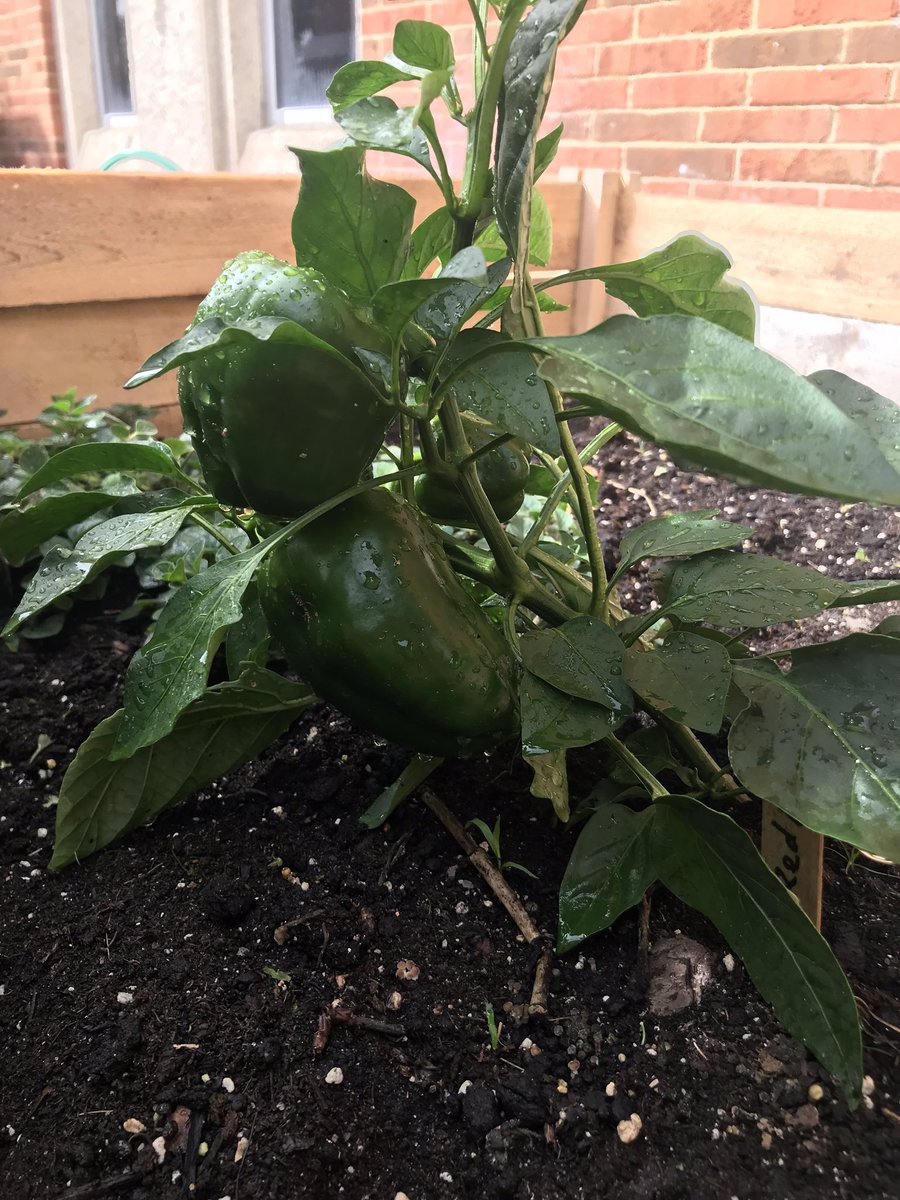 Live.Life.Healthy tweet media