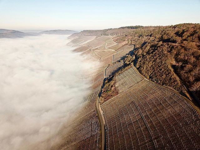 StraMaMax's tweet photo. Foggy Moselle mornings. #vineyards #vineyard #graach #graacherschäferei #mosel #moselle #moseltal #mosellevalley #sunshine #fog #foggy #foggymorning #foggymornings #stramamax #droneshot #droneshots #dronephoto #dronephotos #dronephotography #dronestagram #droner #dronegram #… https://t.co/J5tdb2sFy4
