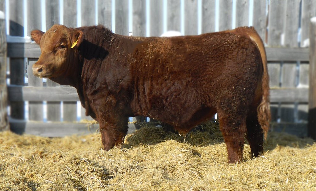 BOON 14F
He is a very complete bull sired by the Sheriff son I used as a heifer bull.  Moderate bwt and strong performance!
These bulls sell at The Advantage bull sale, Saturday March 30th at Saskatoon Livestock Sales.
#Bulls #BullSale #Simmental