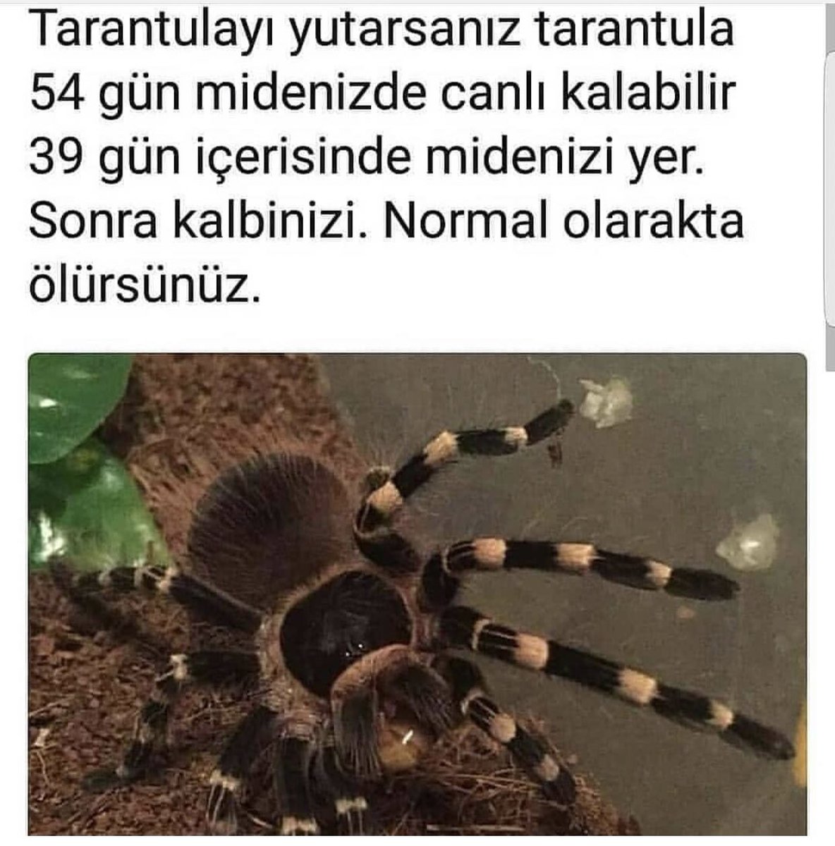 Çiğneyerek yutarız biz de salak değiliz ya çok iyi bilgi