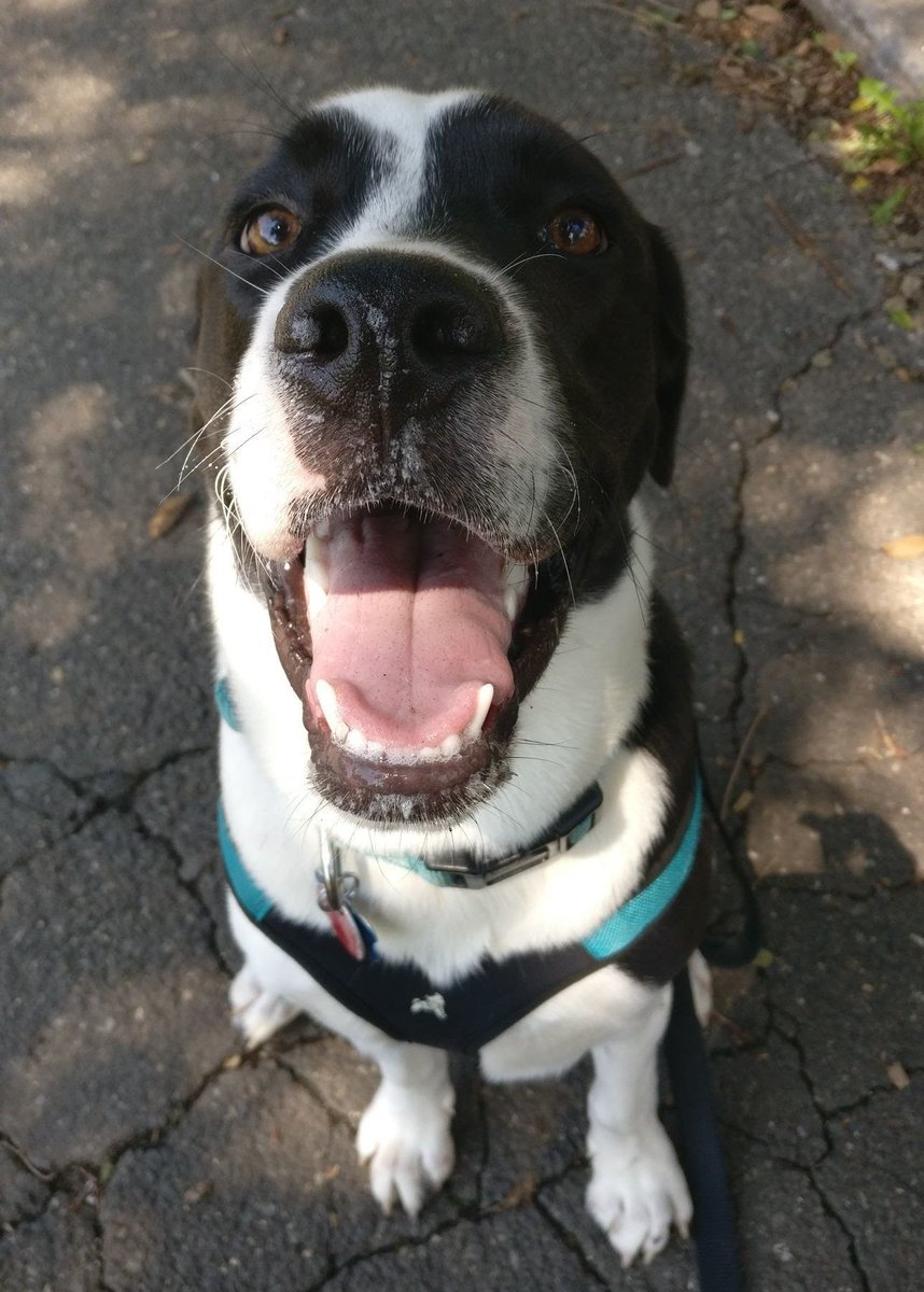 CrisisTextLine's tweet photo. This is Huckleberry. He is a legend in the office. Knows that things may be hard right now, but believes that you're strong enough to get through. 14/10, never stop smiling Huckleberry. https://t.co/PsRfEvdTv4