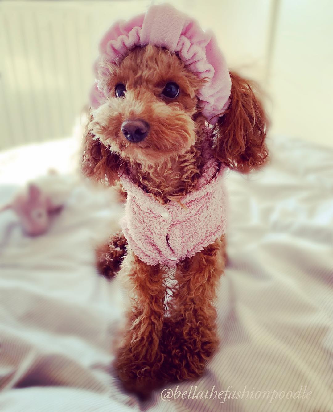 Poodle fashion cheap