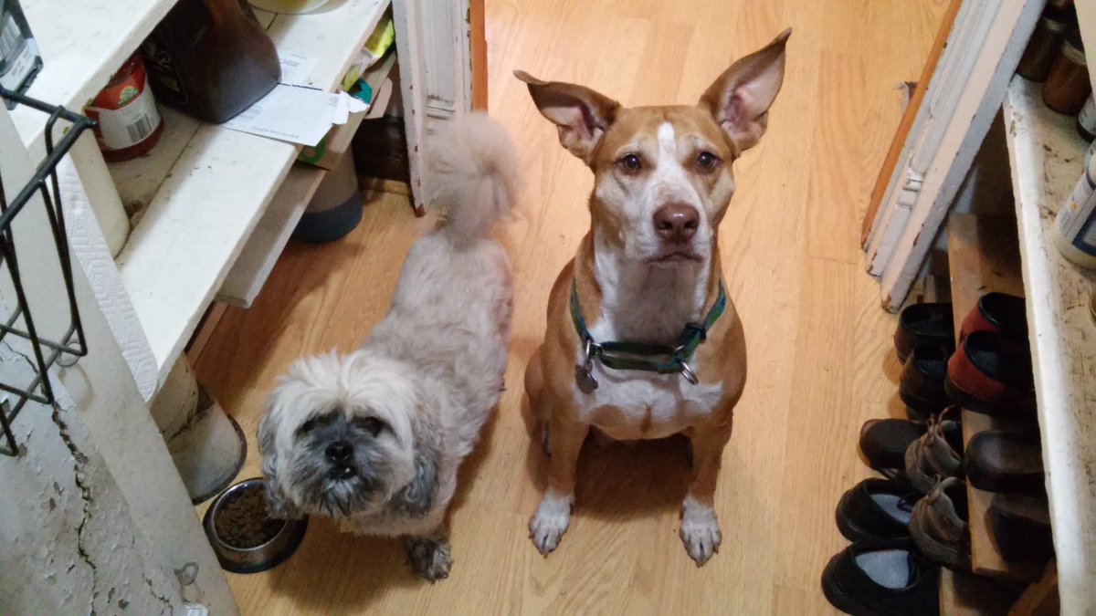 Pitt SHRS tweet media