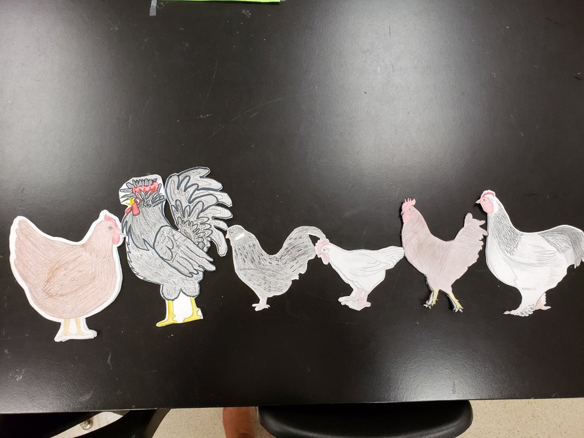 LHSRedhawks's tweet photo. Animal science CTE courses teach students to feed the world & care for our animal resources. These students are learning skills to enter careers as veterinarians, zoologists, food scientists, & more! #chickencombheadbands #pigdissection #LHSCTE #FISDCTE #libertylearns #ctemonth https://t.co/H2DDuC1u4t