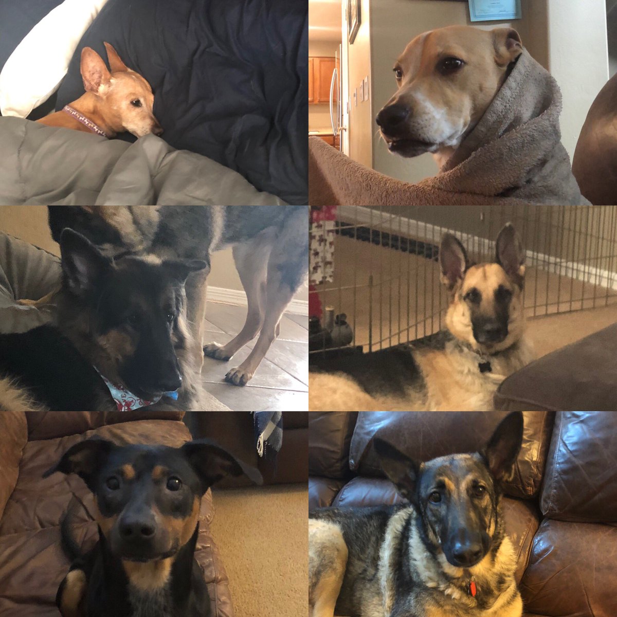 Larry_Stetz's tweet photo. It’s national #LoveYourPetDay & let me tell you, there is an endless amount of love for the six members of #TheStetzPack. All of them have an amazing story & they each have their own unique personalities. Our lives wouldn’t be complete without them. #AdoptDontShop #rescuedogs https://t.co/7aDZOAQ7go