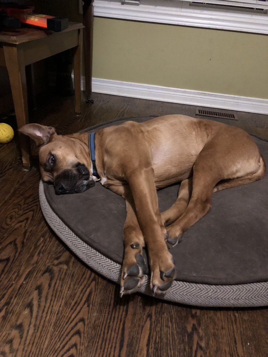 Happy #LoveYourPetDay ! Freya and Loki ❤❤