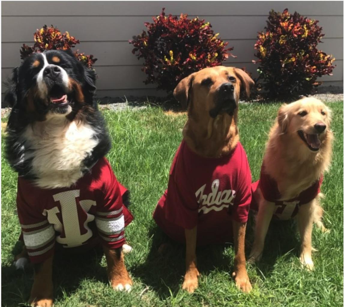 iu dog sweater