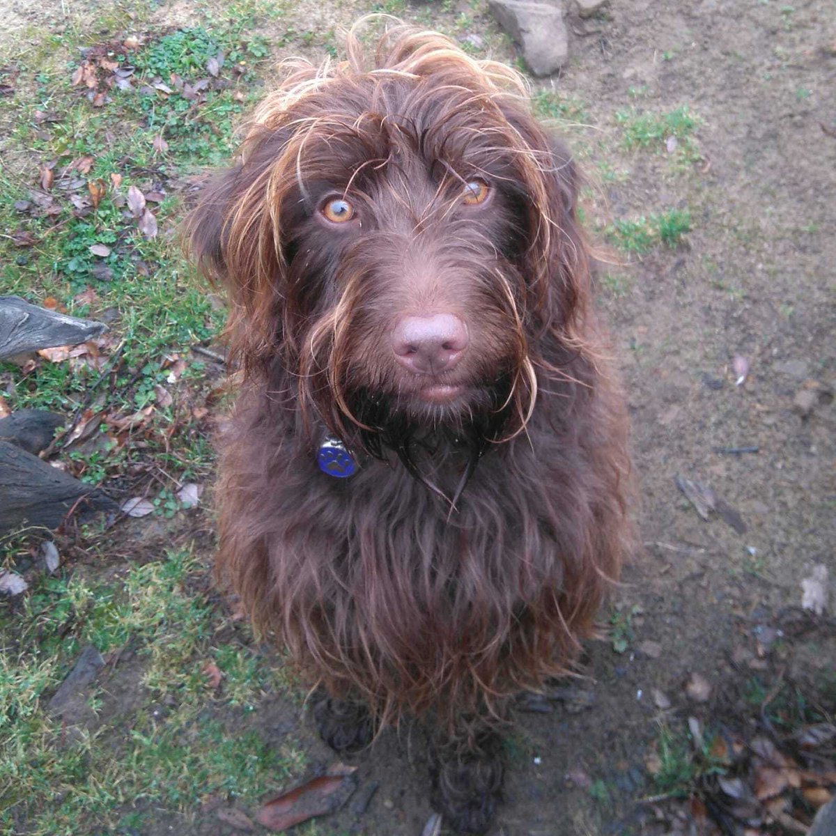 SHUFaIRGroup's tweet photo. Meet Ned! He lives with our MSc Forensic psych course leader, Dr Jane Adlard 🐶 #loveyourpetsday #LoveYourPet #dogsoftwitter #dogs #teamforensic https://t.co/jHV8w2WNFU