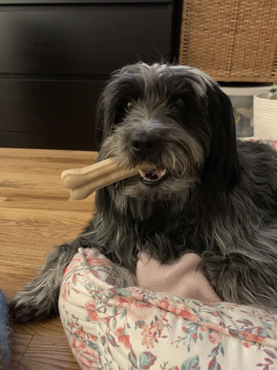 MissEmilySW's tweet image. This girl is the perfect dog for a social worker- challenging, anxious, loving, and all mine. #loveyourpetday #rescuefloof