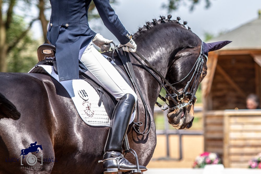 Just 💖 this mare! Dramatic Conquest aka Delilah has just been selected to represent <a href="/TeamGBR/">Leyton Team GBR Offshore</a> in her first Small Tour International huge thanks to owner Trish Andrews &amp; sponsors. Image @lucy_hall_photo #katecowell #dressage #britishdressage