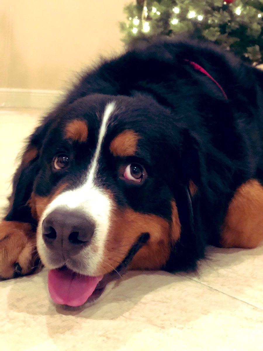 SimoneCuccTV's tweet photo. Not a pet owner, BUT I am a great pet auntie, right? 😉 @RossDiMattei @JordanPatrickWX These are my handsome nephews Phil and Mako. #ImACoolAunt 🐶 Tweet me some pics of your pets! #NationalLoveYourPetDay https://t.co/W8s40XHZYC
