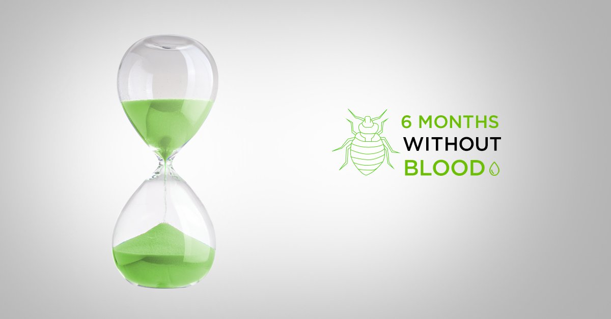 bug_proof's tweet image. #DYK | Adult bed bugs can live up to 6 months without a blood meal, and in some cases even up to 1 year. Recently fed bed bugs are dark red in color and bloated. 

#BedBug #FactofTheDay #PestControl