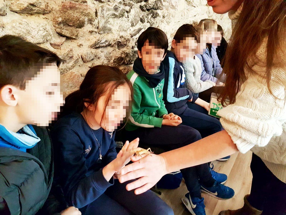 ColeEstudiantes's tweet photo. Los alumnos de 4º de Primaria descubren el variado mundo de la microfauna en #Insectpark.
#VisitaDidáctica #LearningByDiscovering https://t.co/iaTVI2fUYM