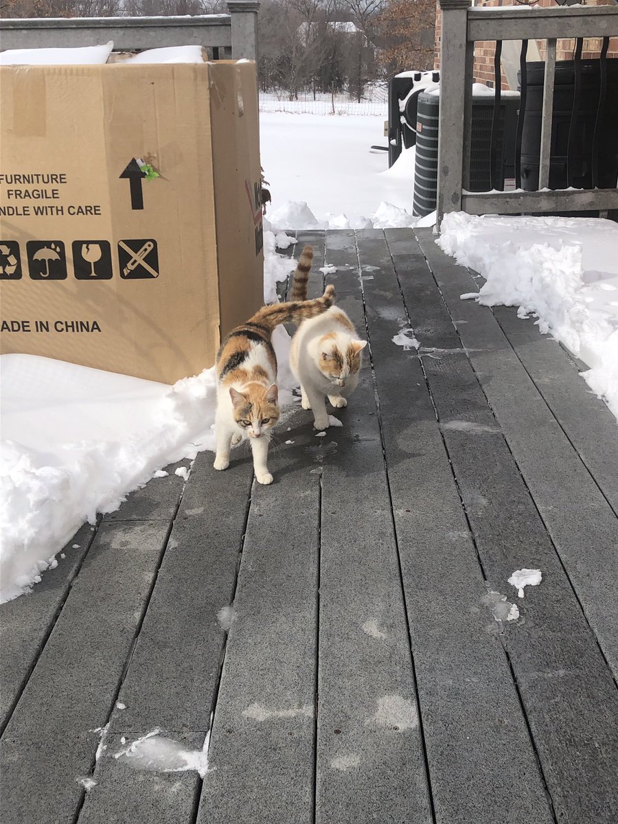 stephenashwell7's tweet photo. Trying to find a home for these two, both are about a year old and are primarily outdoor cats. However they are incredibly nice but a bit timid. Please let me know if you’re interested, don’t want these guys going cold anymore https://t.co/28q66UuuSQ