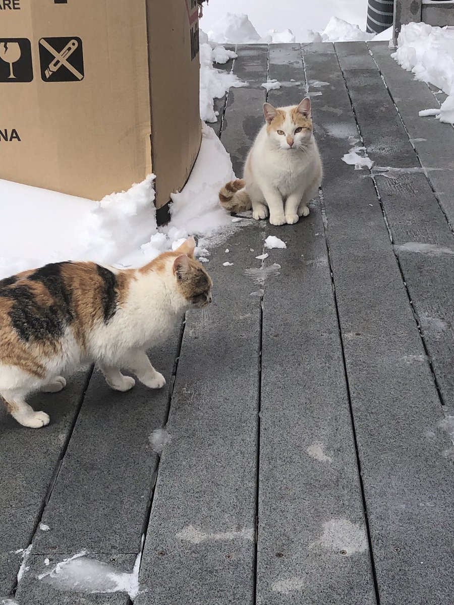 stephenashwell7's tweet photo. Trying to find a home for these two, both are about a year old and are primarily outdoor cats. However they are incredibly nice but a bit timid. Please let me know if you’re interested, don’t want these guys going cold anymore https://t.co/28q66UuuSQ