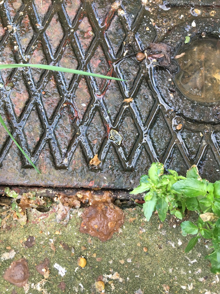 RosaMary86's tweet photo. @NewhamCouncil raw sewage pouring out drain into my garden and no one coming to mend it #healthhazard #cholera #toxic https://t.co/940mwCDzy7
