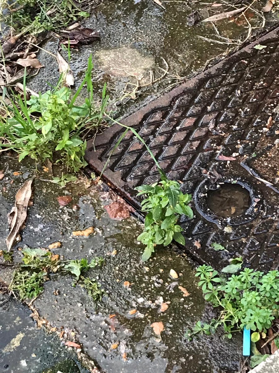 RosaMary86's tweet photo. @NewhamCouncil raw sewage pouring out drain into my garden and no one coming to mend it #healthhazard #cholera #toxic https://t.co/940mwCDzy7