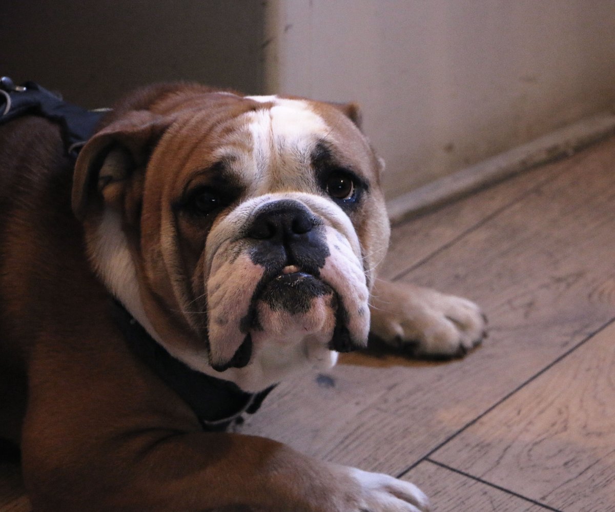 DOGS ALWAYS WELCOME!
For those of you who work at home with a furry friend under the table, the Kitchen Co-Worker Hub is for you both, they even get free doggy treats!
#dogfriendly #mansbestfriend #dogfriendlyworking #restaurant #warwickshire #oxfordshire #dogtreats #coworkerhub
