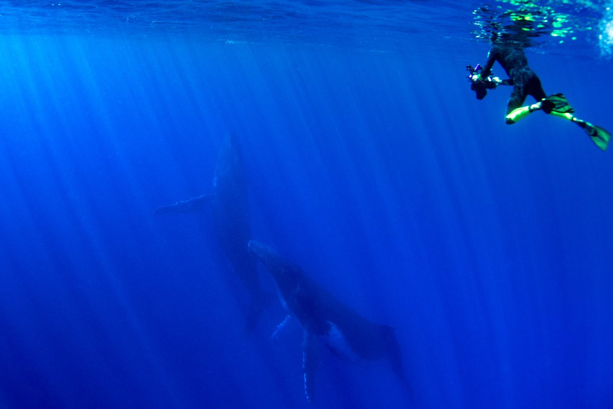 MyKalypse's tweet photo. Diving into the big blue with the @UnderThePole team, it's beautiful meetings assured ! 🐬 🐋 📸
#Kalypse #MyKalypse
© Under The Pole / Franck Gazzola https://t.co/pdtwGTUHXf