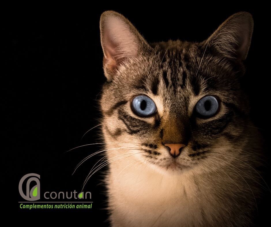 ConutanSL's tweet photo. ¡Feliz Día Mundial del Gato desde Conutan! #diamundialdelgato #miau #conutan #catlovers #nutricionanimal https://t.co/aBZCJezo1e
