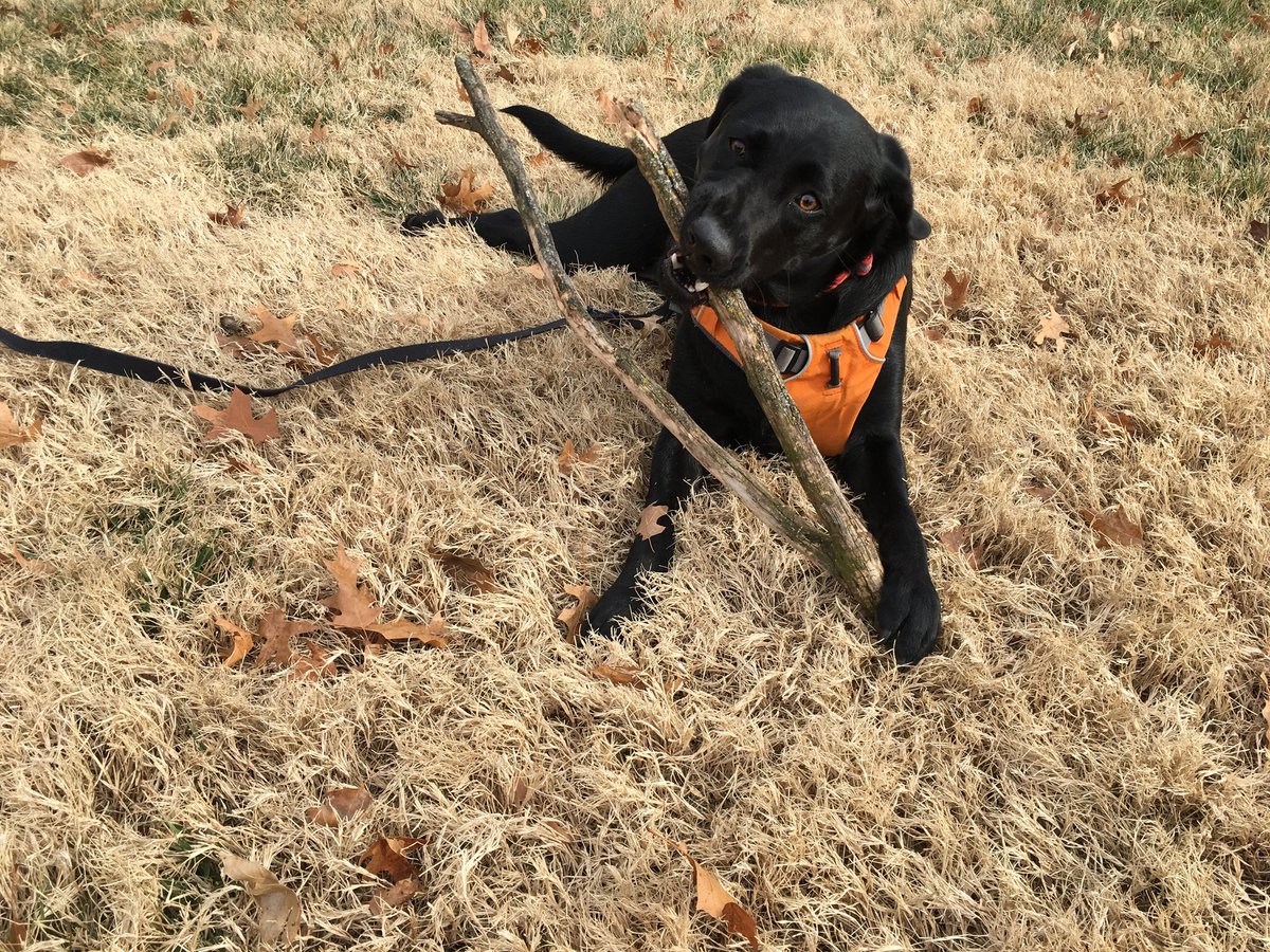 TheSklaminator's tweet photo. Happy #LoveYourPetDay Skye! You're the sweetest dog out there! I enjoy every second with you, from watching TV with you on the couch, before it turns into a wrestling match, to being there to cheer me up when I'm down! Love you more than you can imagine Skye! https://t.co/VG9hQViSvu