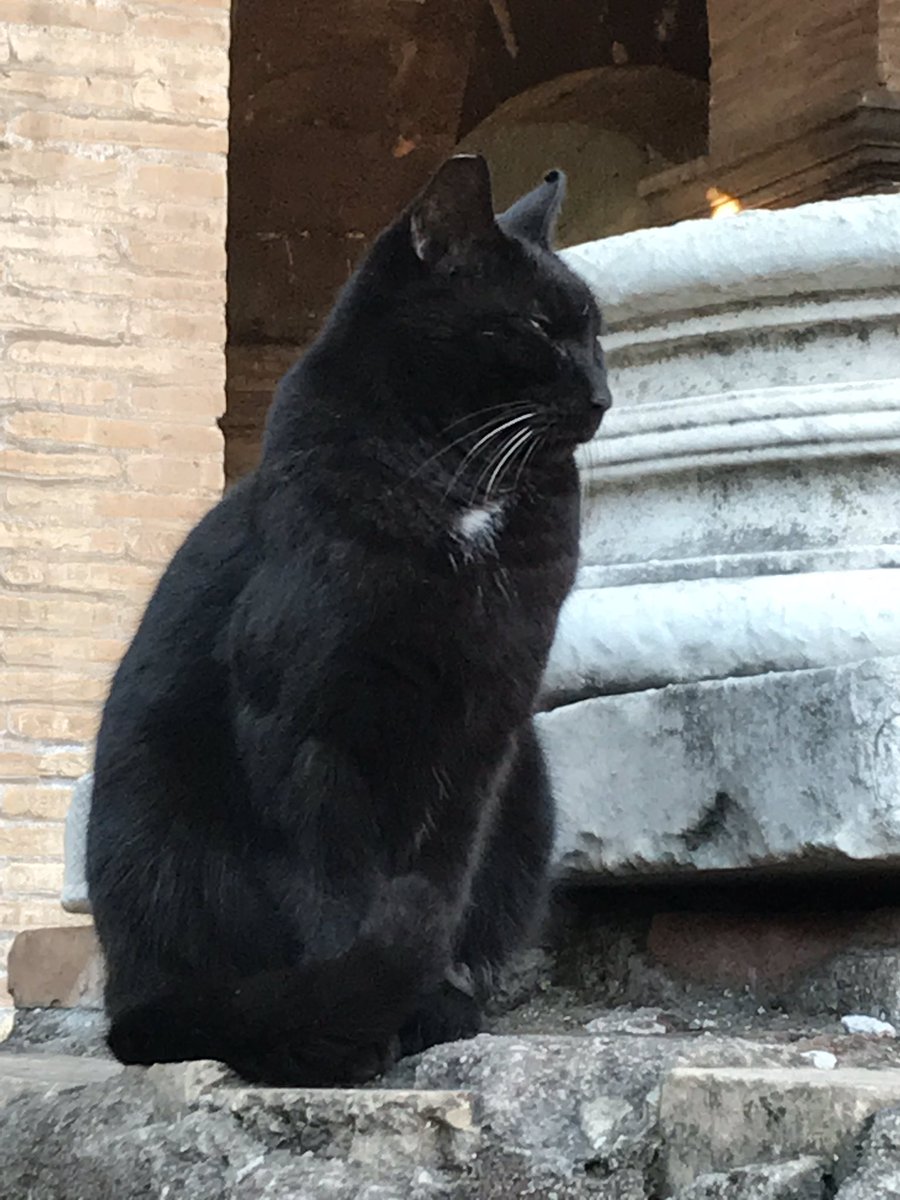 Roma Aeterna Ce Chat N A Pas Choisi L Endroit Le Plus Moche Colisee Teamromains Roma Aeterna Ce Chat N A Pas Choisi L Endroit Le Plus Moche Colisee Teamromains