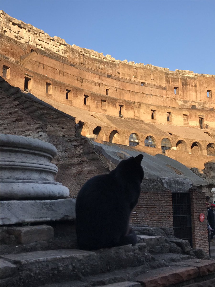 Roma Aeterna Ce Chat N A Pas Choisi L Endroit Le Plus Moche Colisee Teamromains Roma Aeterna Ce Chat N A Pas Choisi L Endroit Le Plus Moche Colisee Teamromains