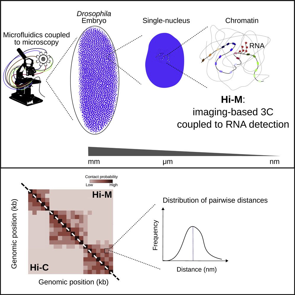 TweetALSMND's tweet image. A new technique enables the detection of 3D chromosome architecture in the nuclei of single cells - opening the door to the study of structural changes in genome &amp;amp; their impact in diseases including #ALS &amp;amp; #FTD ow.ly/9DHX30nLRGJ @MolecularCell @marcelonollmann #Rloops #CTCF