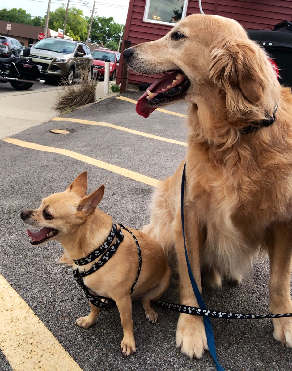 haleyalissa7's tweet photo. @dog_rates @dog_feelings https://t.co/Rb40LMHTMw