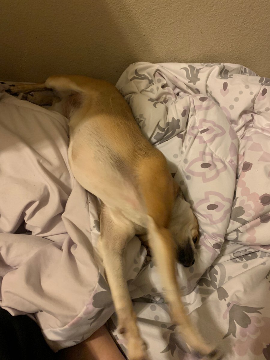 MissionGlassSA's tweet photo. We love our pets every single day, not just for #LoveYourPetDay! Post some pics of your furry (or not so furry) friends in the comments! We'd love to have our day brightened  😊🥰🐍🐶 https://t.co/sgfMzt3de9