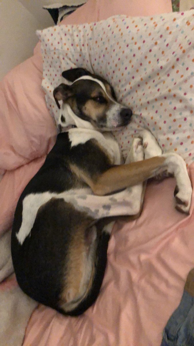 MissionGlassSA's tweet photo. We love our pets every single day, not just for #LoveYourPetDay! Post some pics of your furry (or not so furry) friends in the comments! We'd love to have our day brightened  😊🥰🐍🐶 https://t.co/sgfMzt3de9