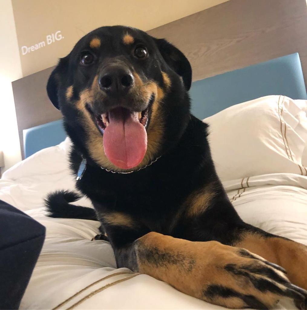 Have pup, will travel. It’s always #LoveYourPetDay at #EVENHotels.
📸: wiley_gator 📍: EVEN Hotel Norwalk