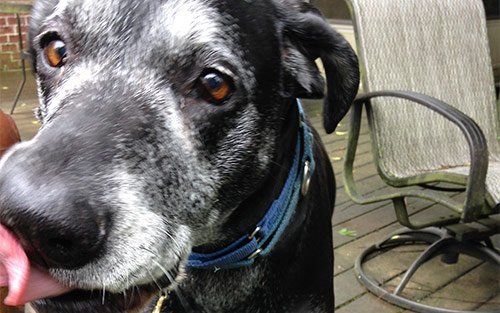 PanCAN LA Affiliate tweet media