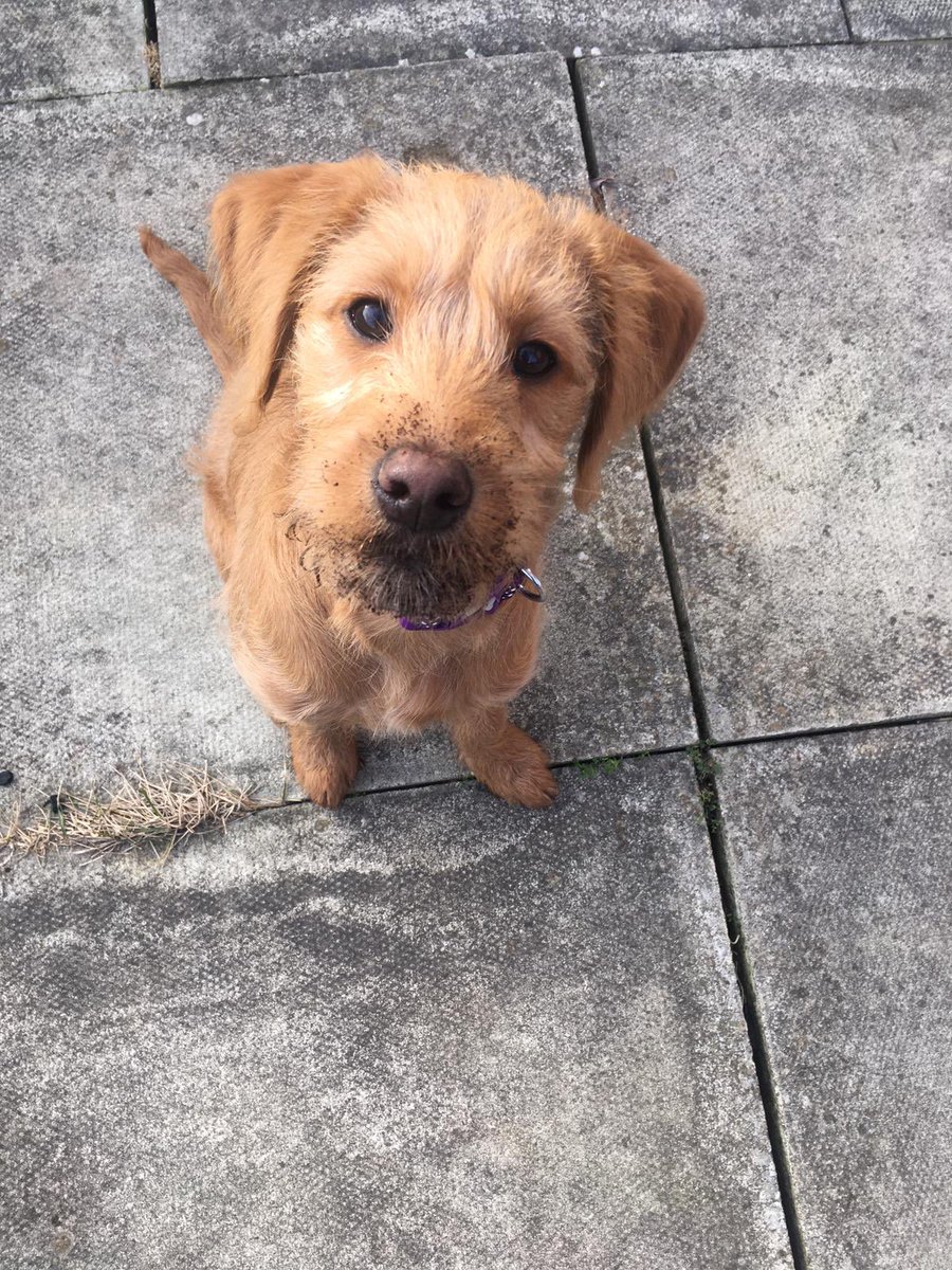 1StephanieHelen's tweet photo. @Cath_Kidston ‘I haven’t been digging in the garden! No not me!’ Meet phoebe! https://t.co/IKMwqXKO23